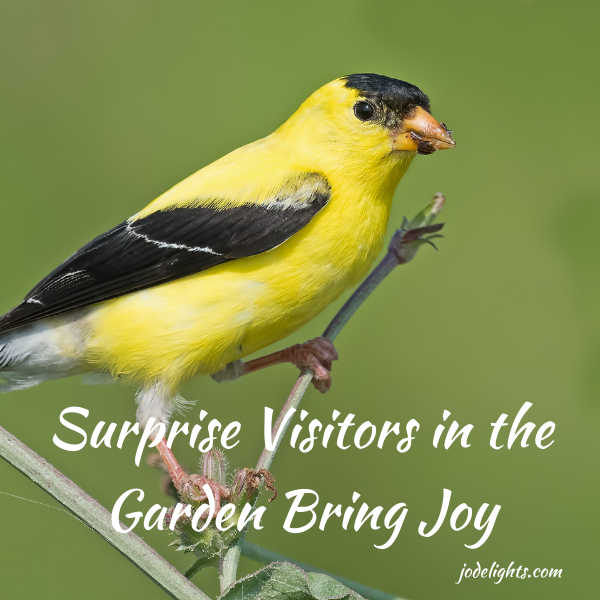 Surprise Visitors in the Garden Bring Joy – jodelights!