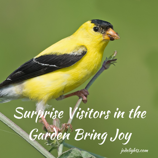Surprise Visitors in the Garden Bring Joy