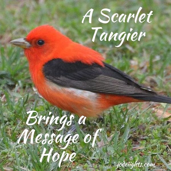 A Scarlet Tangier Brings a Message of Hope